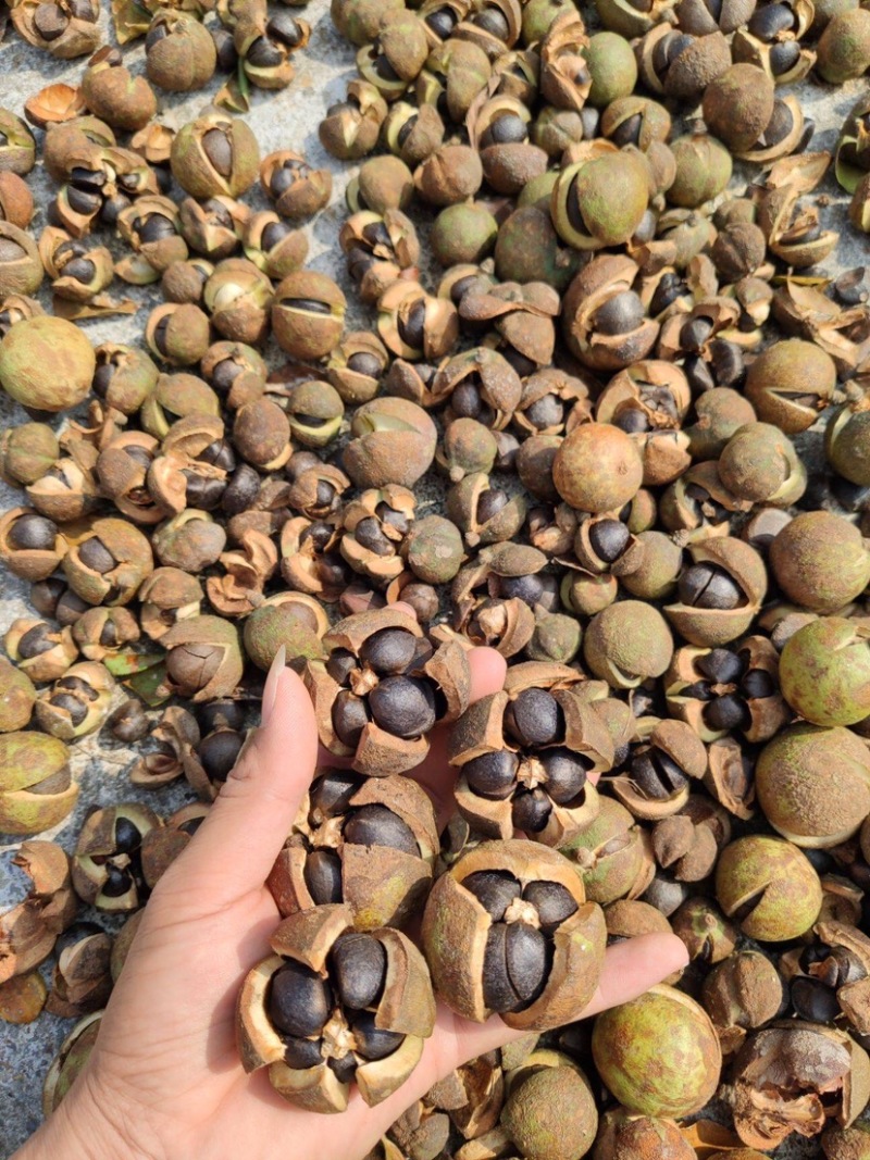 油茶果