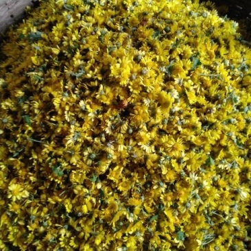 野菊花