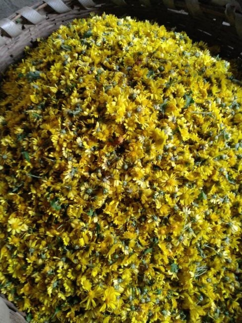 野菊花