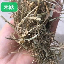 青干草牛养马饲料植物性饲料