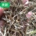 青干草牛养马饲料植物性饲料