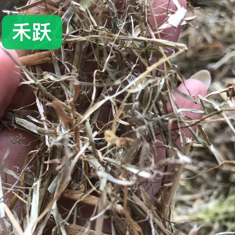 青干草牛养马饲料植物性饲料