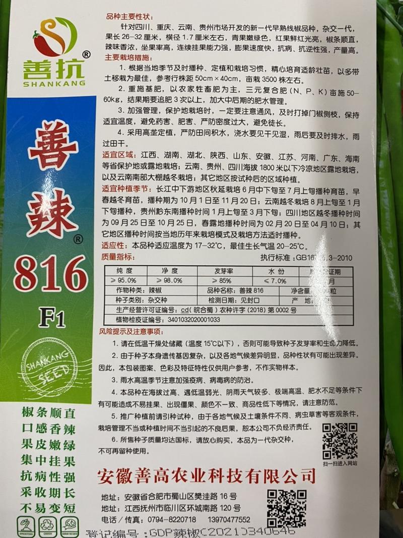 善辣816审定品种线椒种籽长32㎝横径1.7㎝肉厚