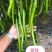善辣816审定品种线椒种籽长32㎝横径1.7㎝肉厚