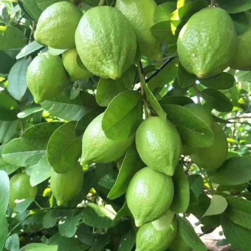 广东香水柠檬无籽