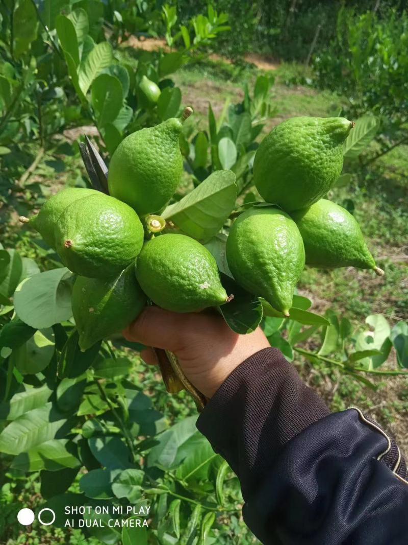 广东香水柠檬无籽