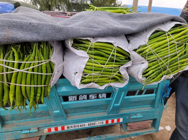 善辣816审定品种线椒种籽长32㎝横径1.7㎝肉厚