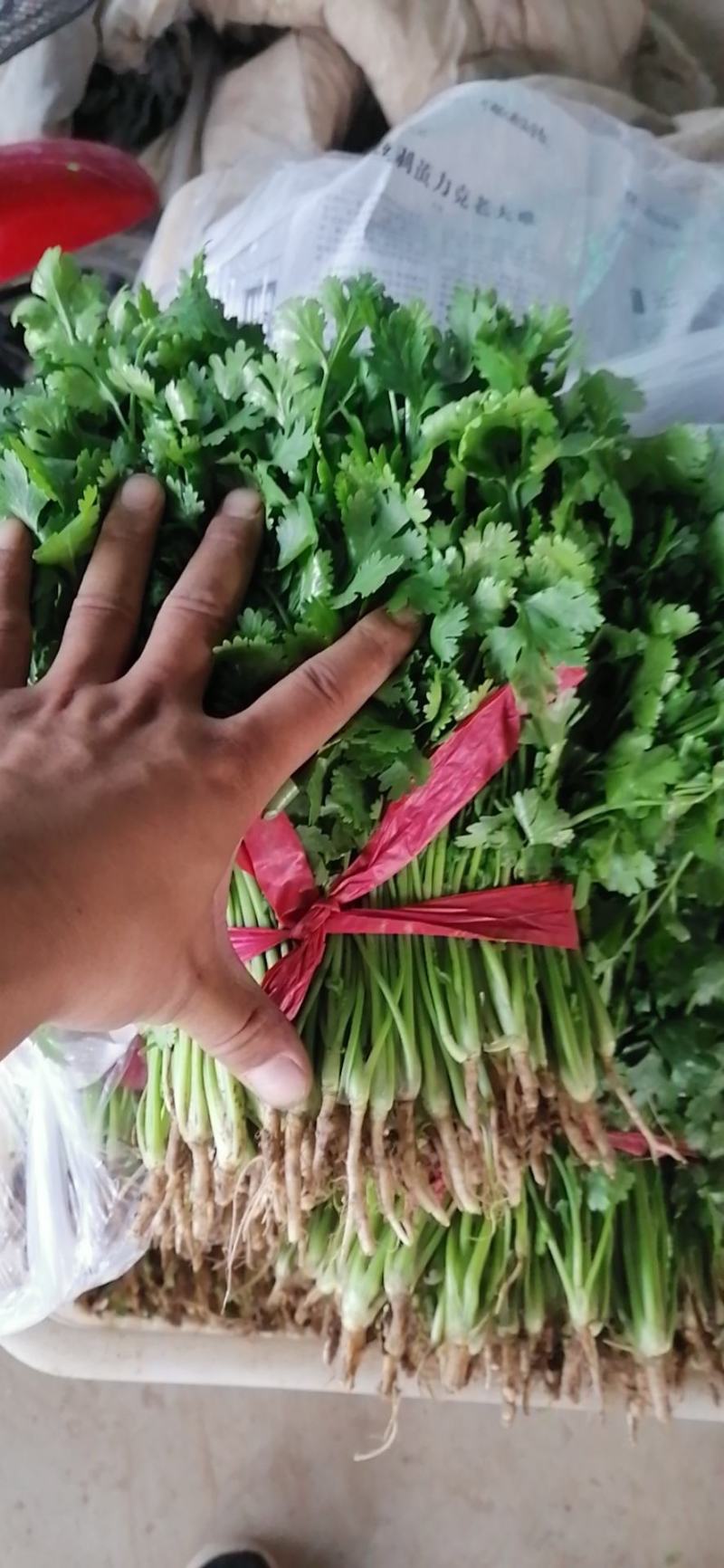 精品大叶香菜大量上市价格随行就市量大从优欢迎咨询