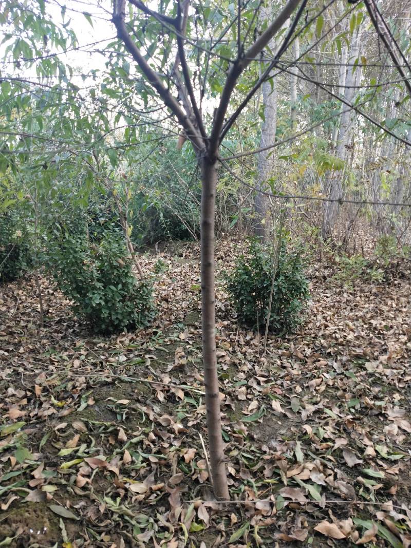 山桃