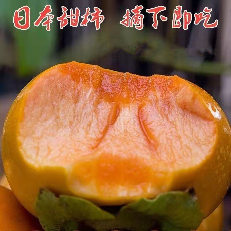 太秋嫁接柿子树苗甜柿树苗甜柿苗嫁接柿子树苗