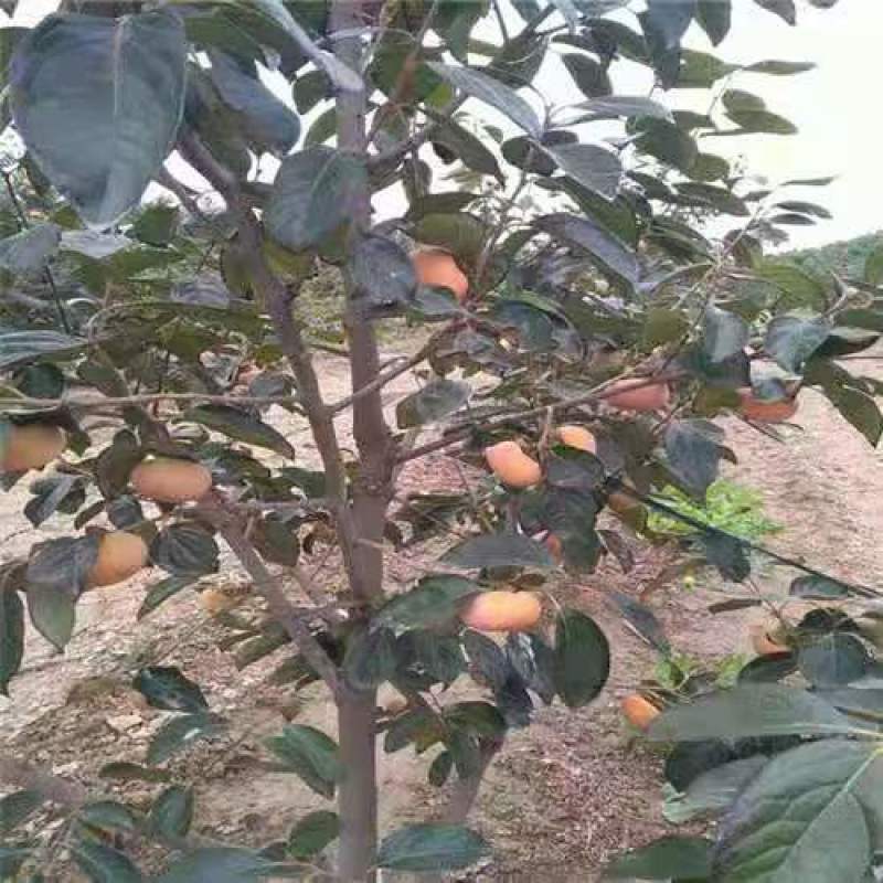 太秋嫁接柿子树苗甜柿树苗甜柿苗嫁接柿子树苗