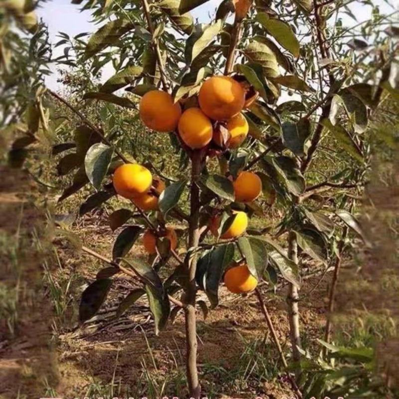 太秋嫁接柿子树苗甜柿树苗甜柿苗嫁接柿子树苗