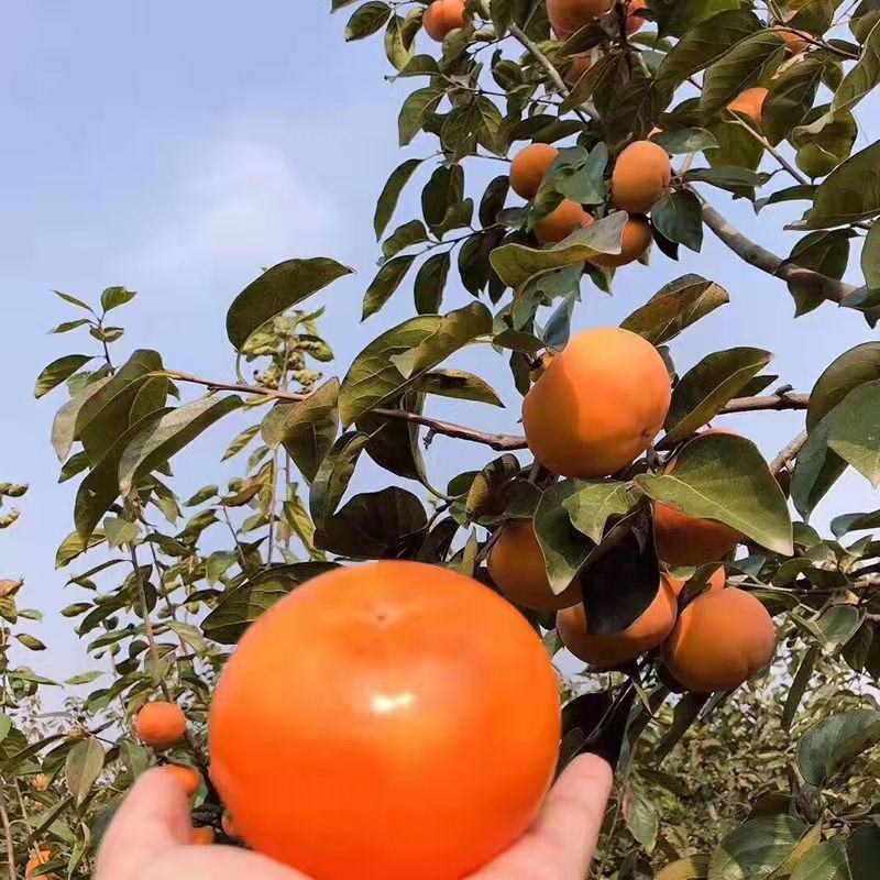 太秋嫁接柿子树苗甜柿树苗甜柿苗嫁接柿子树苗
