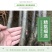 樱桃树苖矮化大樱桃苗嫁接苗盆栽南方北方种植阳台庭院车厘子