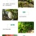 樱桃树苖矮化大樱桃苗嫁接苗盆栽南方北方种植阳台庭院车厘子