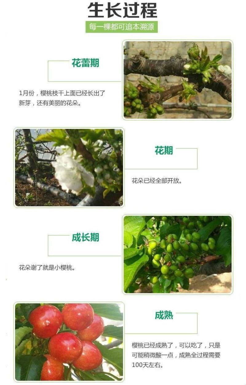 樱桃树苖矮化大樱桃苗嫁接苗盆栽南方北方种植阳台庭院车厘子