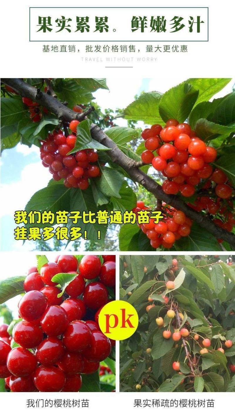 樱桃树苖矮化大樱桃苗嫁接苗盆栽南方北方种植阳台庭院车厘子