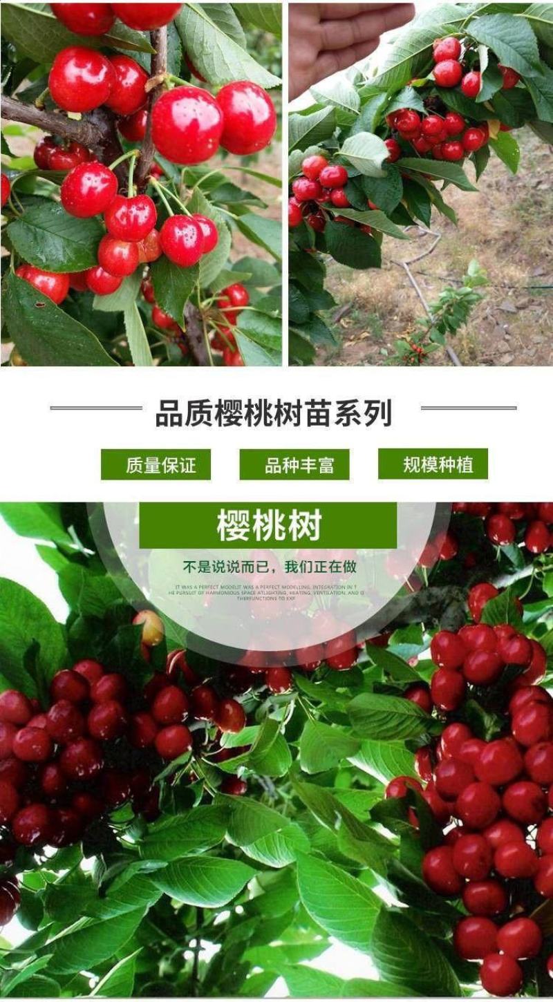 樱桃树苖矮化大樱桃苗嫁接苗盆栽南方北方种植阳台庭院车厘子