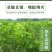 樱桃树苖矮化大樱桃苗嫁接苗盆栽南方北方种植阳台庭院车厘子