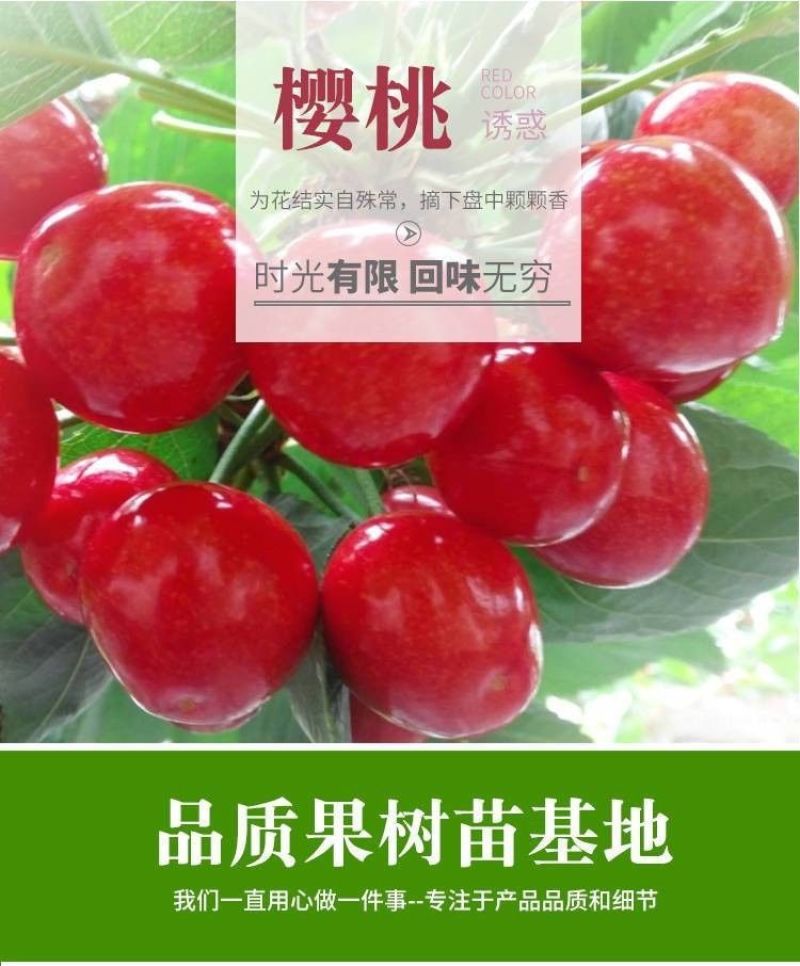樱桃树苖矮化大樱桃苗嫁接苗盆栽南方北方种植阳台庭院车厘子