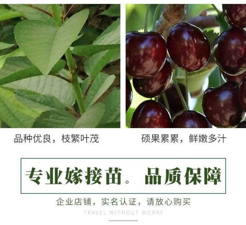 樱桃树苖矮化大樱桃苗嫁接苗盆栽南方北方种植阳台庭院车厘子