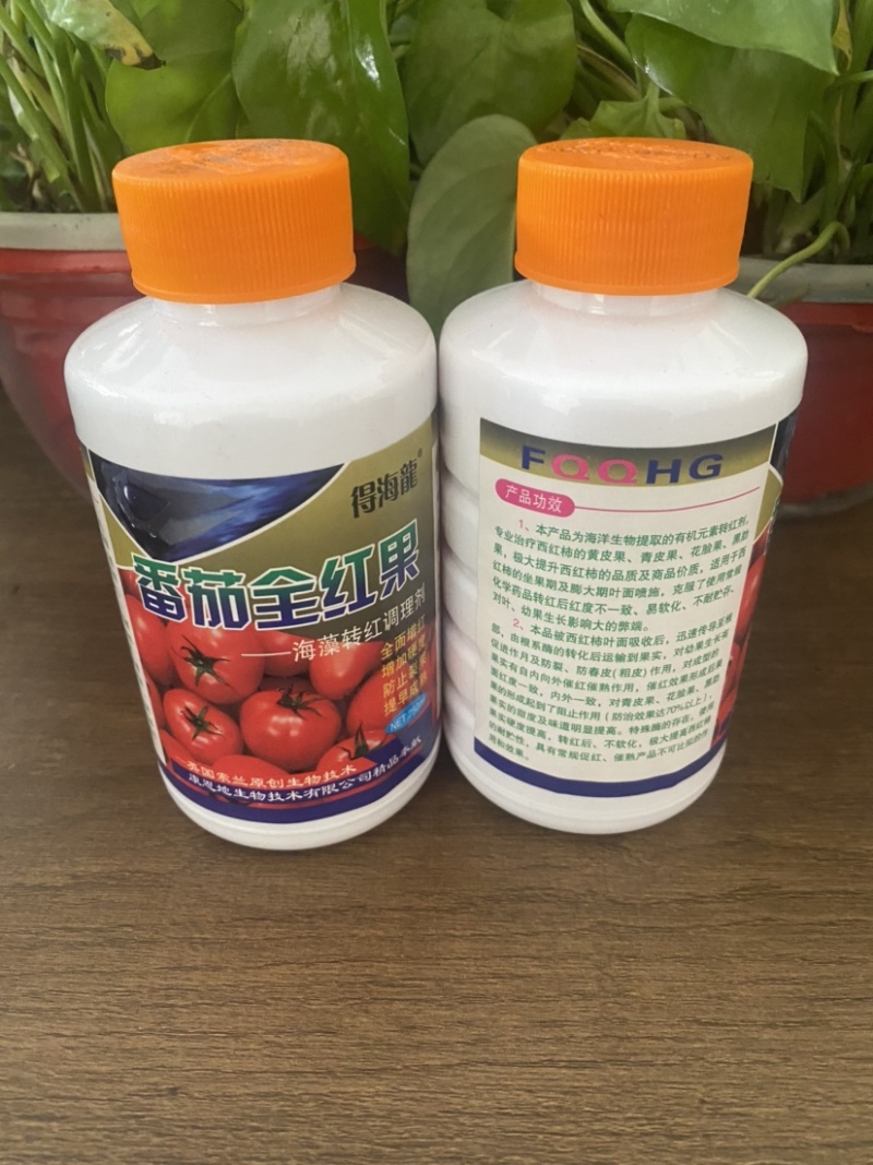 番茄全红果番茄全红增加硬度防止裂果提早成熟