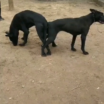 【优选】黑狼犬中华黑狼黑狼幼犬护卫犬全国包邮