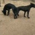 【优选】黑狼犬中华黑狼黑狼幼犬护卫犬全国包邮