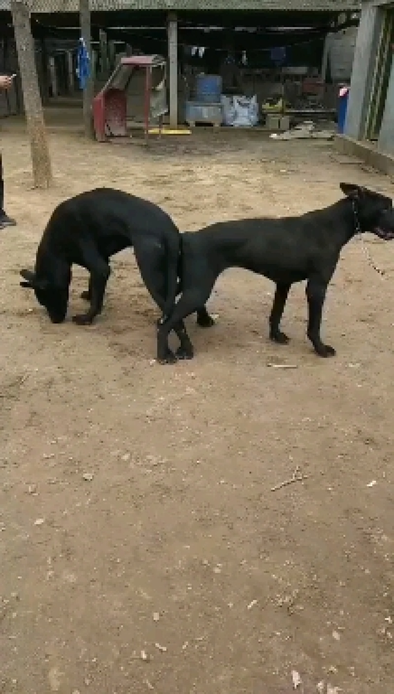 【优选】黑狼犬中华黑狼黑狼幼犬护卫犬全国包邮