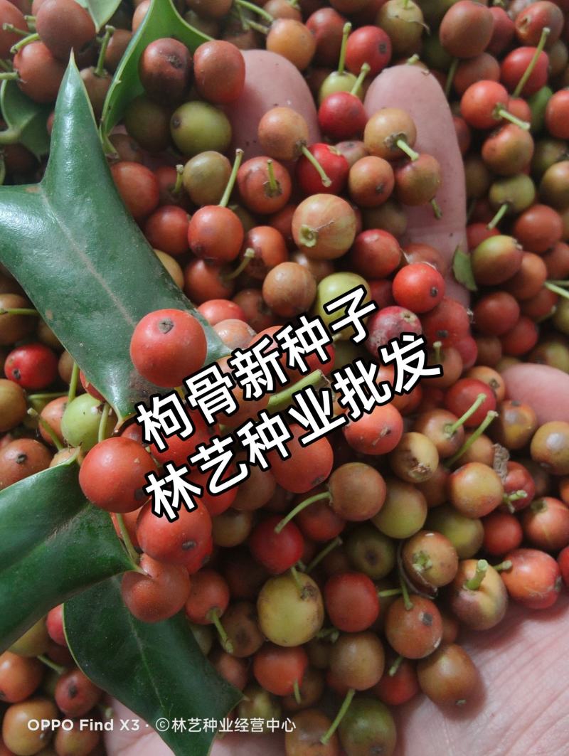 构骨种子鸟不宿猫儿刺枸骨冬青无刺构骨有刺枸骨种子