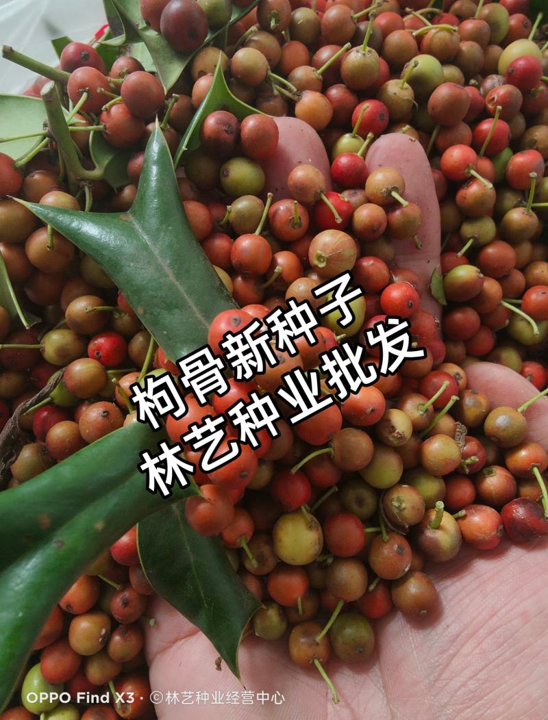 构骨种子鸟不宿猫儿刺枸骨冬青无刺构骨有刺枸骨种子