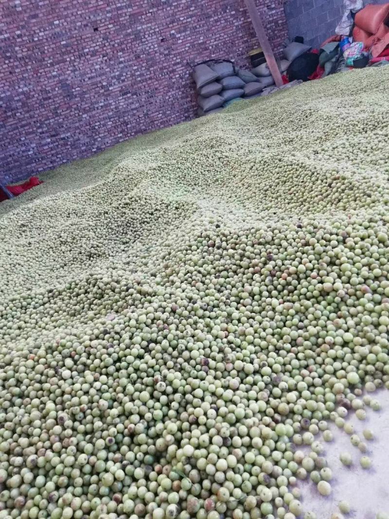 油甘果（滇橄榄）（牛甘果）大量上