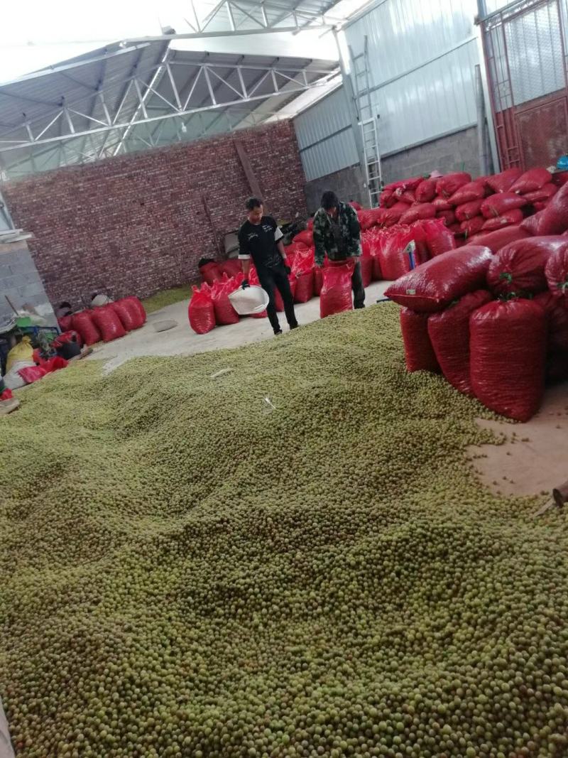 油甘果（滇橄榄）（牛甘果）大量上