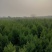 河南桧柏（刺柏，松树）