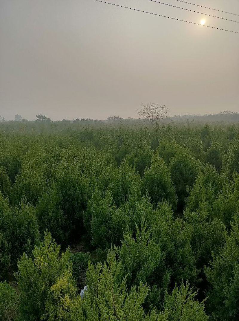 河南桧柏（刺柏，松树）