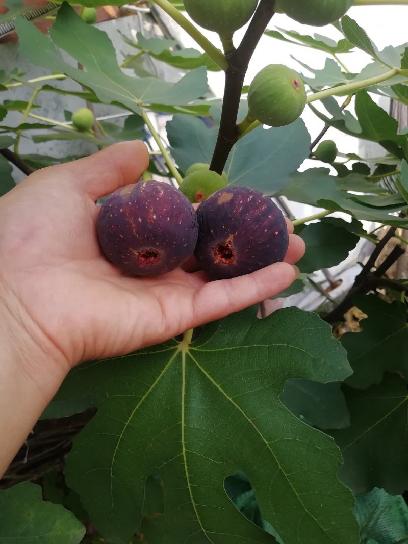 芭劳奈无花果苗