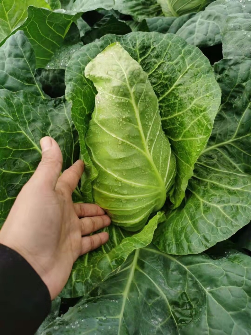 鸡心白