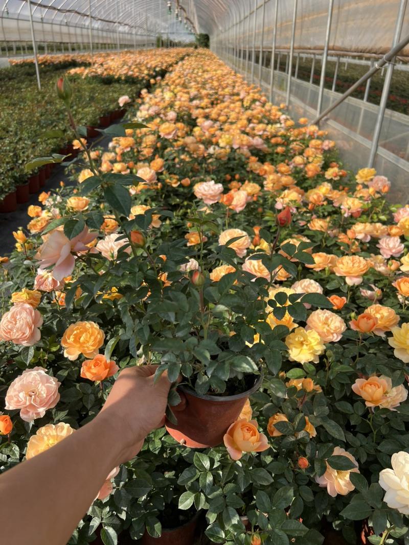 欧洲月季优质品种自产自销欢迎老板联系批发零售苗木花卉