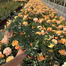 欧洲月季优质品种自产自销欢迎老板批发零售苗木花卉