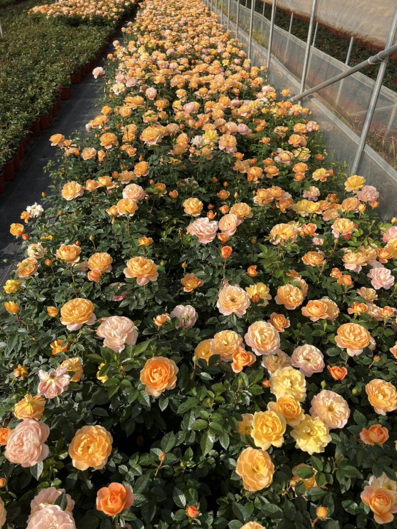欧洲月季优质品种自产自销欢迎老板联系批发零售苗木花卉
