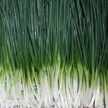云南小香葱食品葱加工厂用葱四季葱黑葱白葱红头葱常年供货