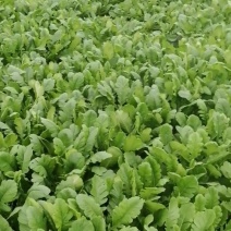 种植专业户