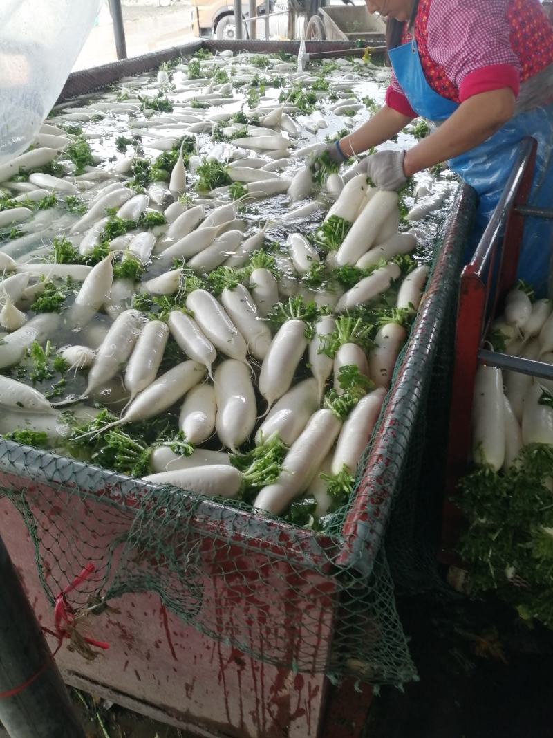 种植专业户
