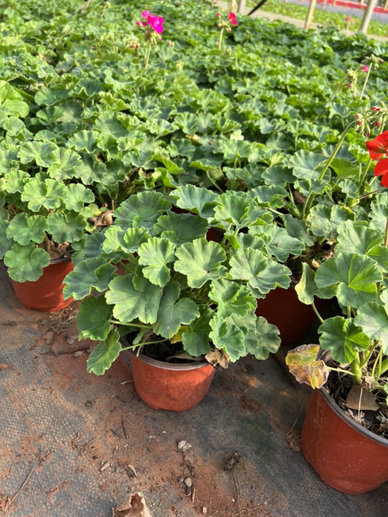 天竺葵产地直供量大从优苗木花卉对接工程绿化等