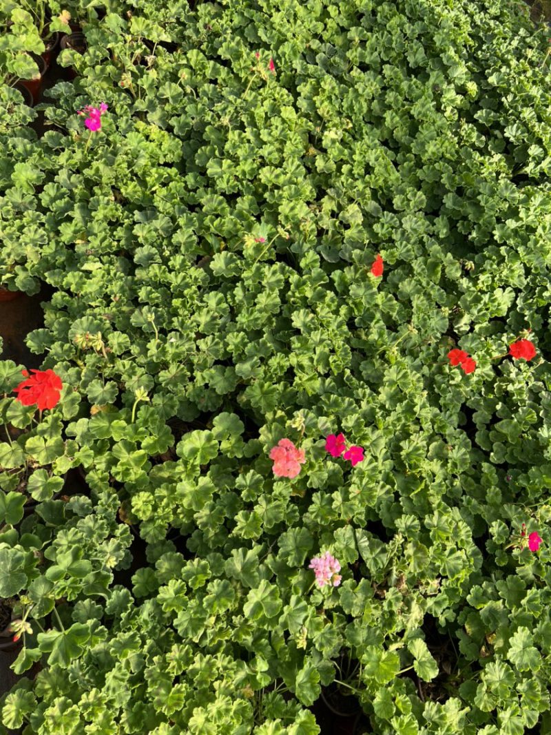 天竺葵产地直供量大从优苗木花卉对接工程绿化等