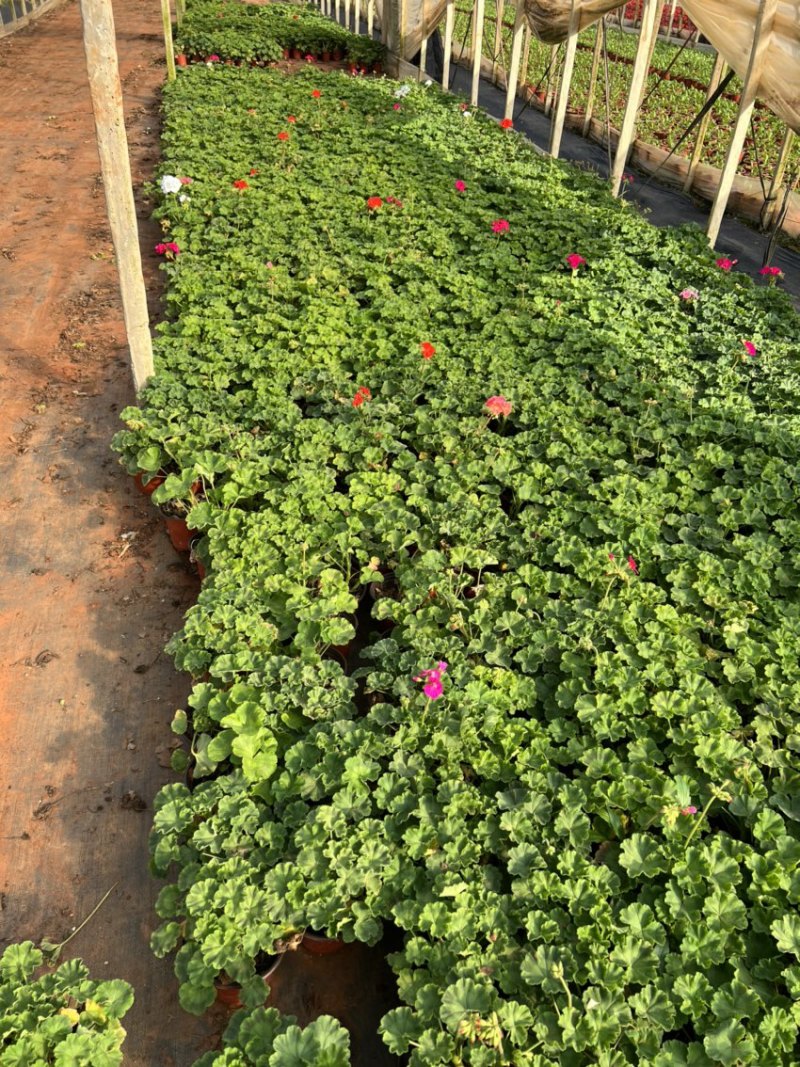 天竺葵产地直供量大从优苗木花卉对接工程绿化等