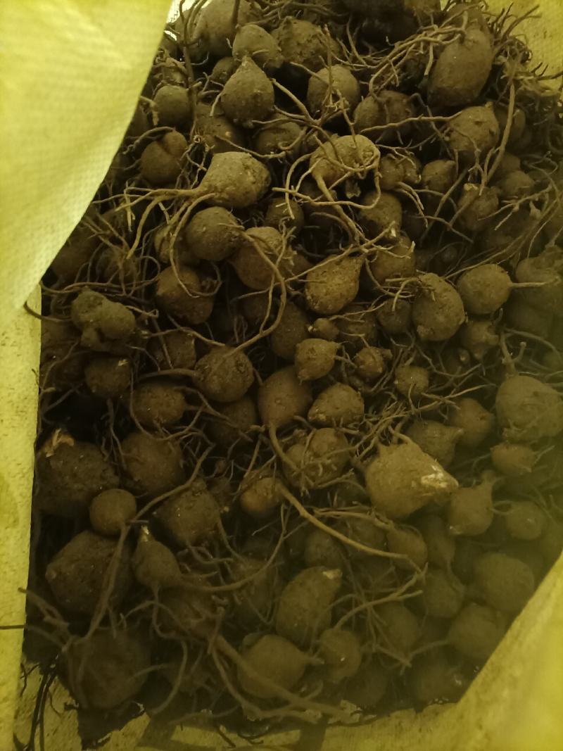 陕西省汉中市洋县湿乌药
