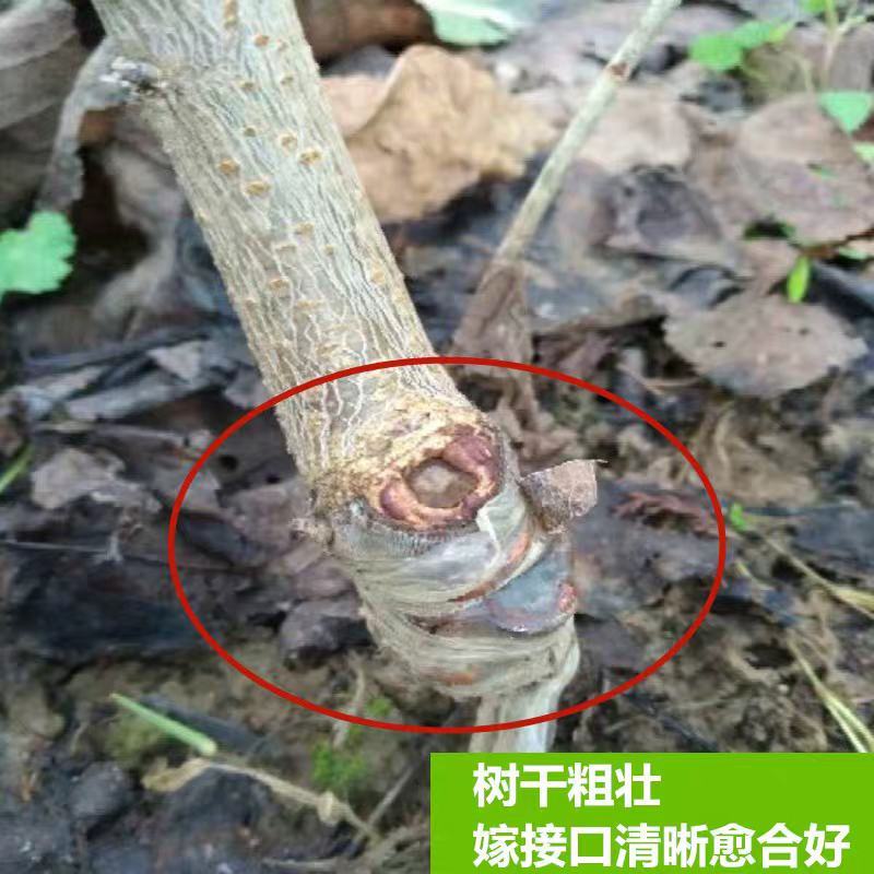 樱桃树苖矮化大樱桃苗嫁接苗盆栽南方北方种植阳台庭院车厘子
