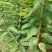 樱桃树苖矮化大樱桃苗嫁接苗盆栽南方北方种植阳台庭院车厘子