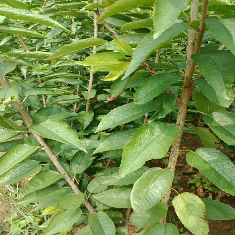 樱桃树苖矮化大樱桃苗嫁接苗盆栽南方北方种植阳台庭院车厘子